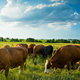 Illustration for article titled Cattle Yard Aroma Carries Antibiotics and Antibiotic-Resistant DNA